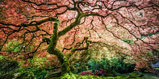 The Spring Tree