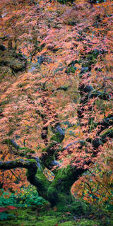 Japanese Maple in Fall