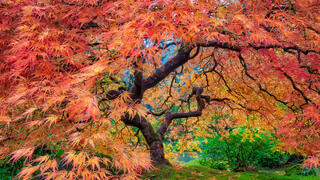 The Tree on FIre