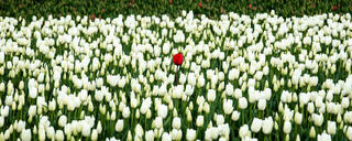 Red is for Love