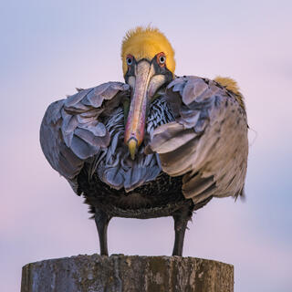 Grumpy Pelican