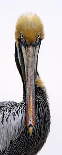 Pass Pelican 2