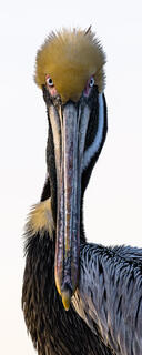 Pass Pelican 1
