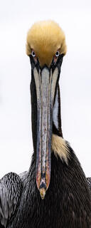 Pass Pelican 3