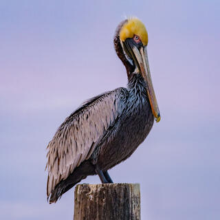 Pelican 1