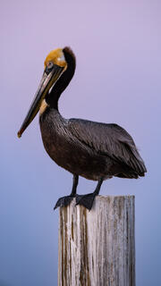 Pink Pelican