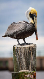 Two Post Pelican