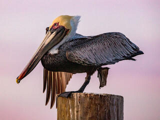 Yoga Pelican