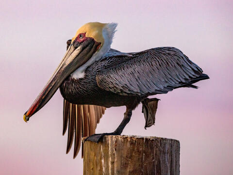 Birds of the Coast