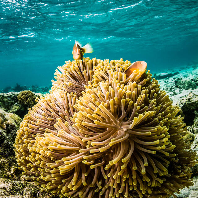 Clown Fish in Africa print