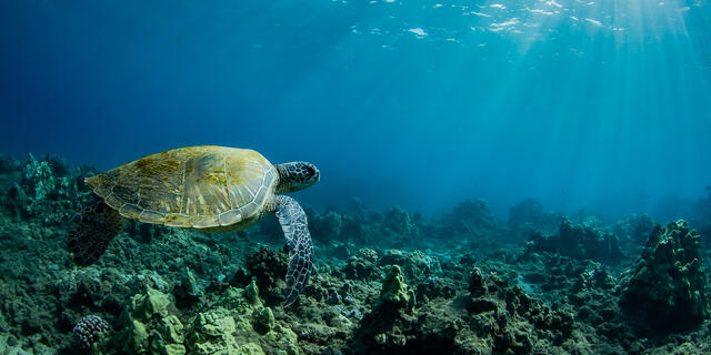 Hawaiian Turtle print