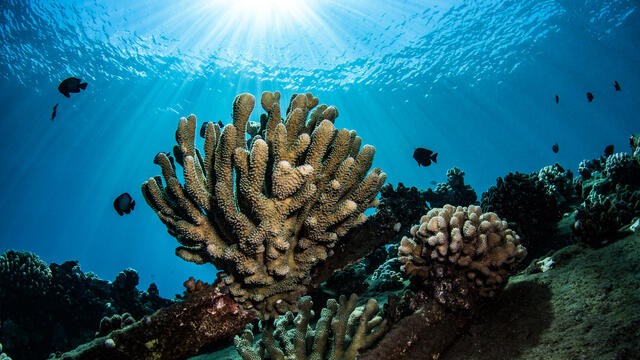 Mala Warf Coral print