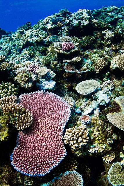 Fiji Coral 1 print
