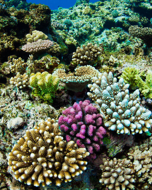Fiji Coral 2 print