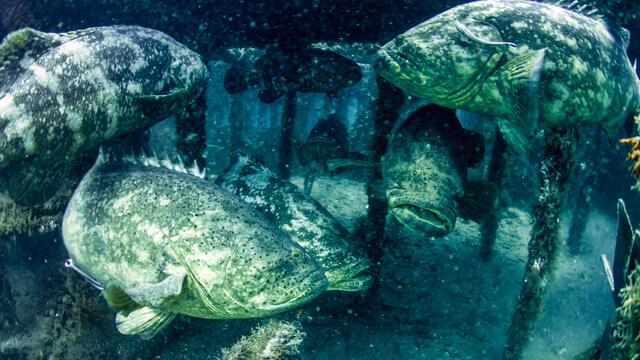Goliath Groupers print