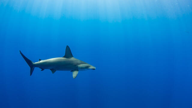 Hammerhead print