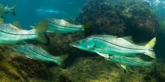 Snook print