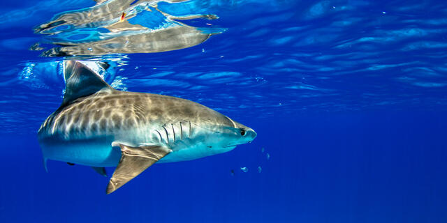 Tiger Shark print
