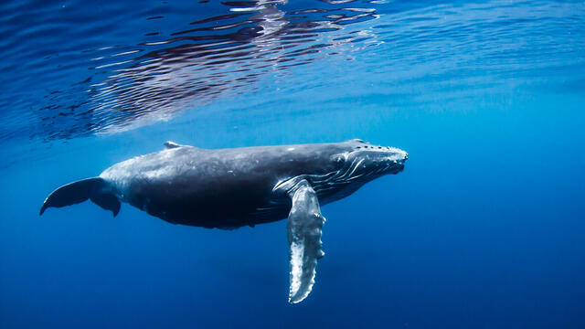 Baby Whale print
