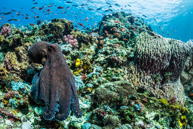 Indo Octo print