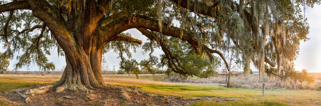 Pass Christian Oak Tree Sunset print