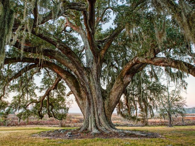 Pass Christian Oak Tree print