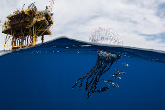 Man of War Fish print