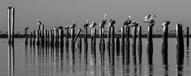 Ocean Springs Pelicans BW print