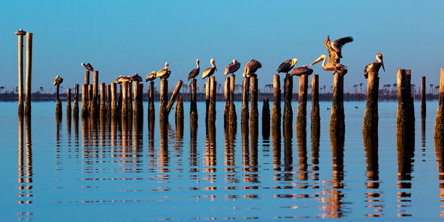 Ocean Springs Pelicans print