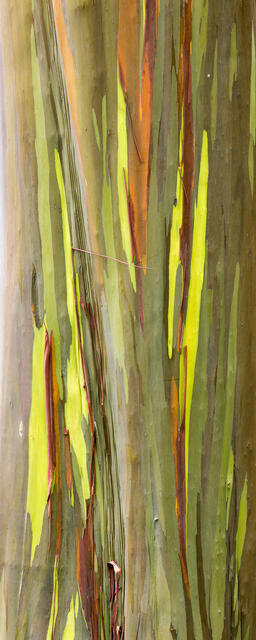 Rainbow Bark print