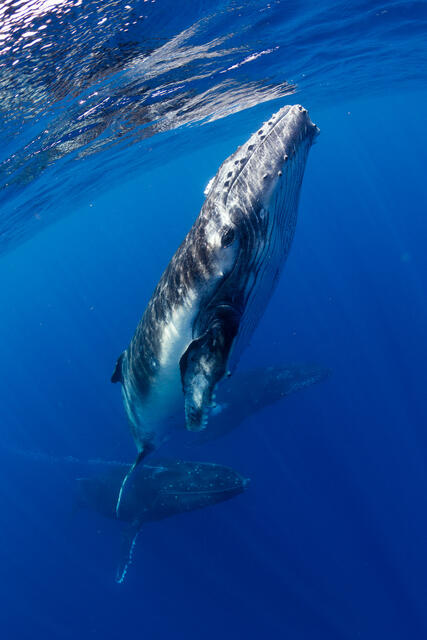 Tahitian Baby Humpback print