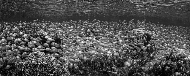 Tahitian Convict Tang BW print