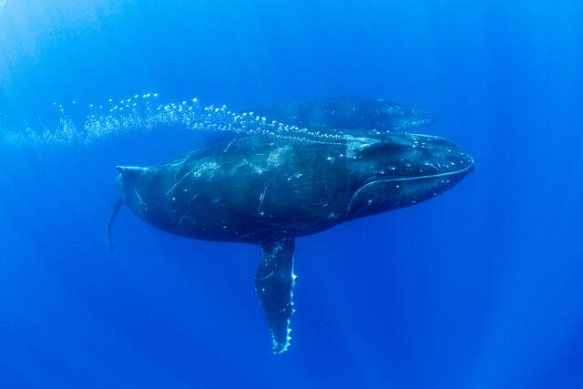 Tahitian Humpbacks print