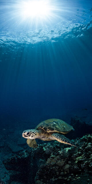 Turtle in the Sun print
