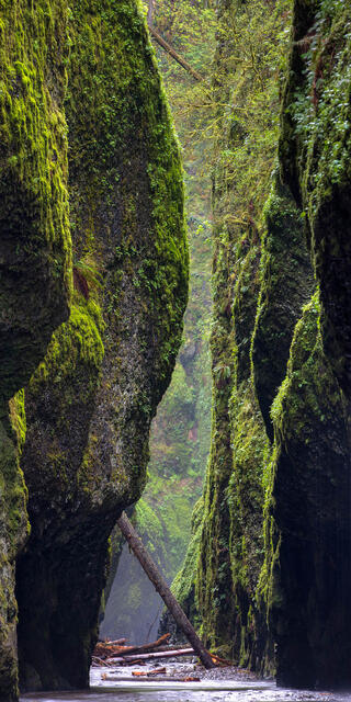 Oneonta Gorge print