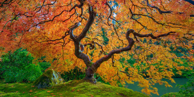 Japanese Maple in Fall 2 print