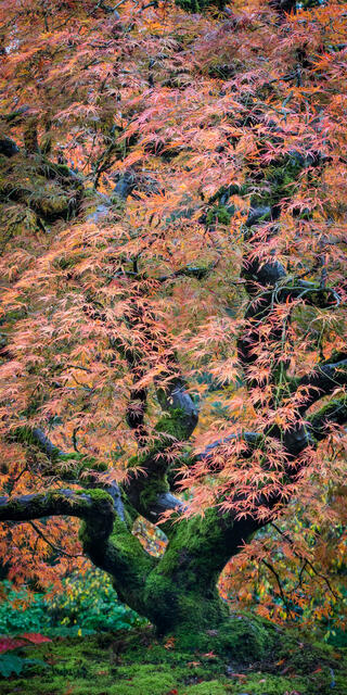 Japanese Maple in Fall print