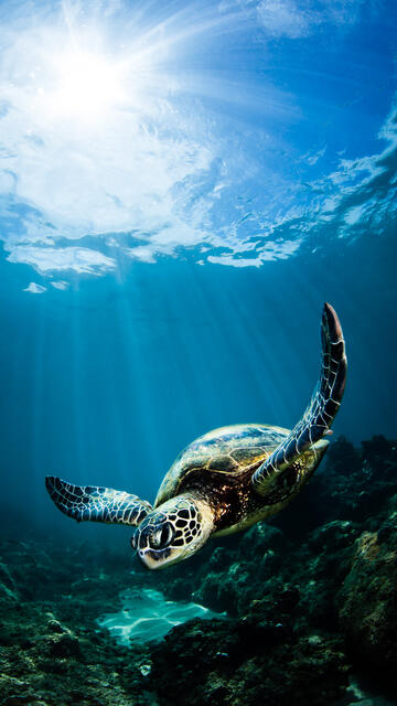 Sunlit Turtle print