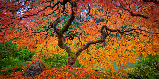 Fallen Leaves print