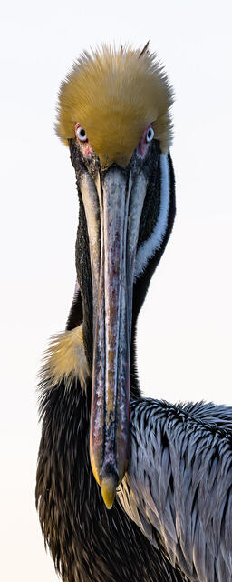 Pass Pelican 1 print
