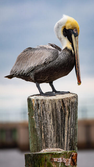 Two Post Pelican print