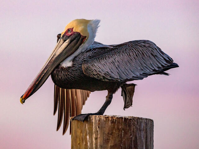 Yoga Pelican print