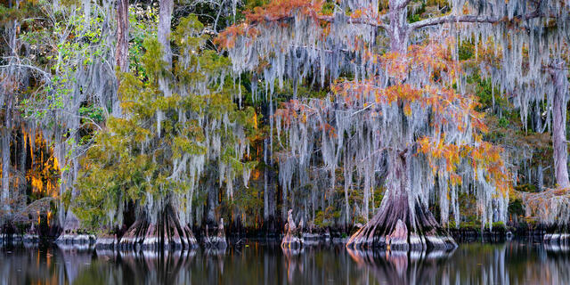 Lake Dauterive Autumn LE 50 print
