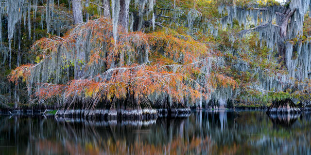 Lake Dauterive Autumn print