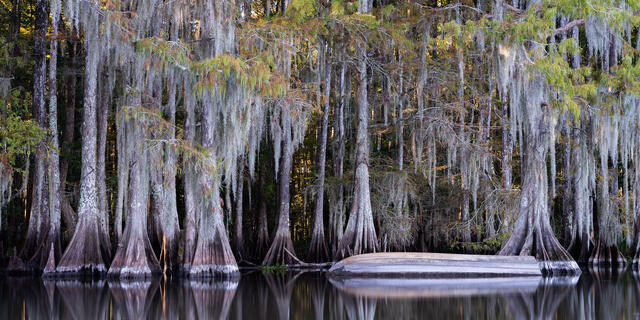 Lake Dauterive Boat print