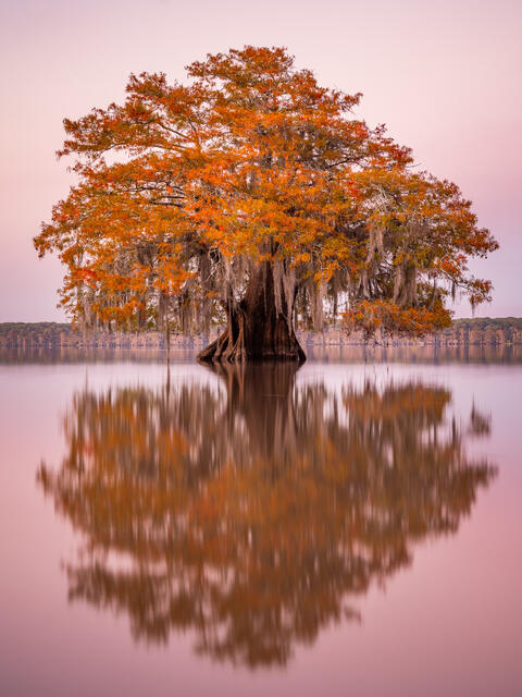 Lonely Cypress 2 print