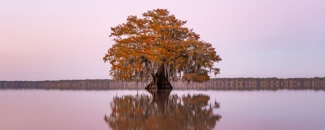Lonely Cypress print