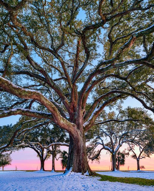 MS Gulf Coast Snowy Oak print