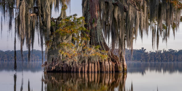 Moon Lit Cypress 2 print