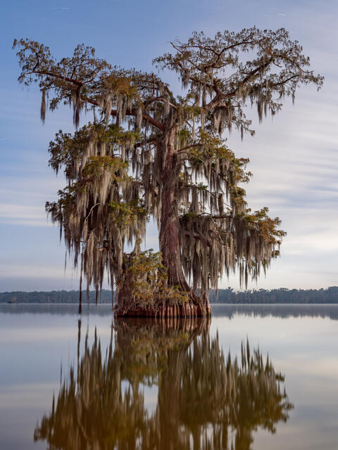 Moon Lit Cypress print